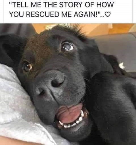 how you rescued dog.jpg